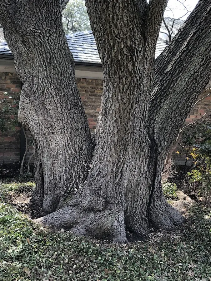 Mature heritage tree close to a Starlight property cared for by certified arborists