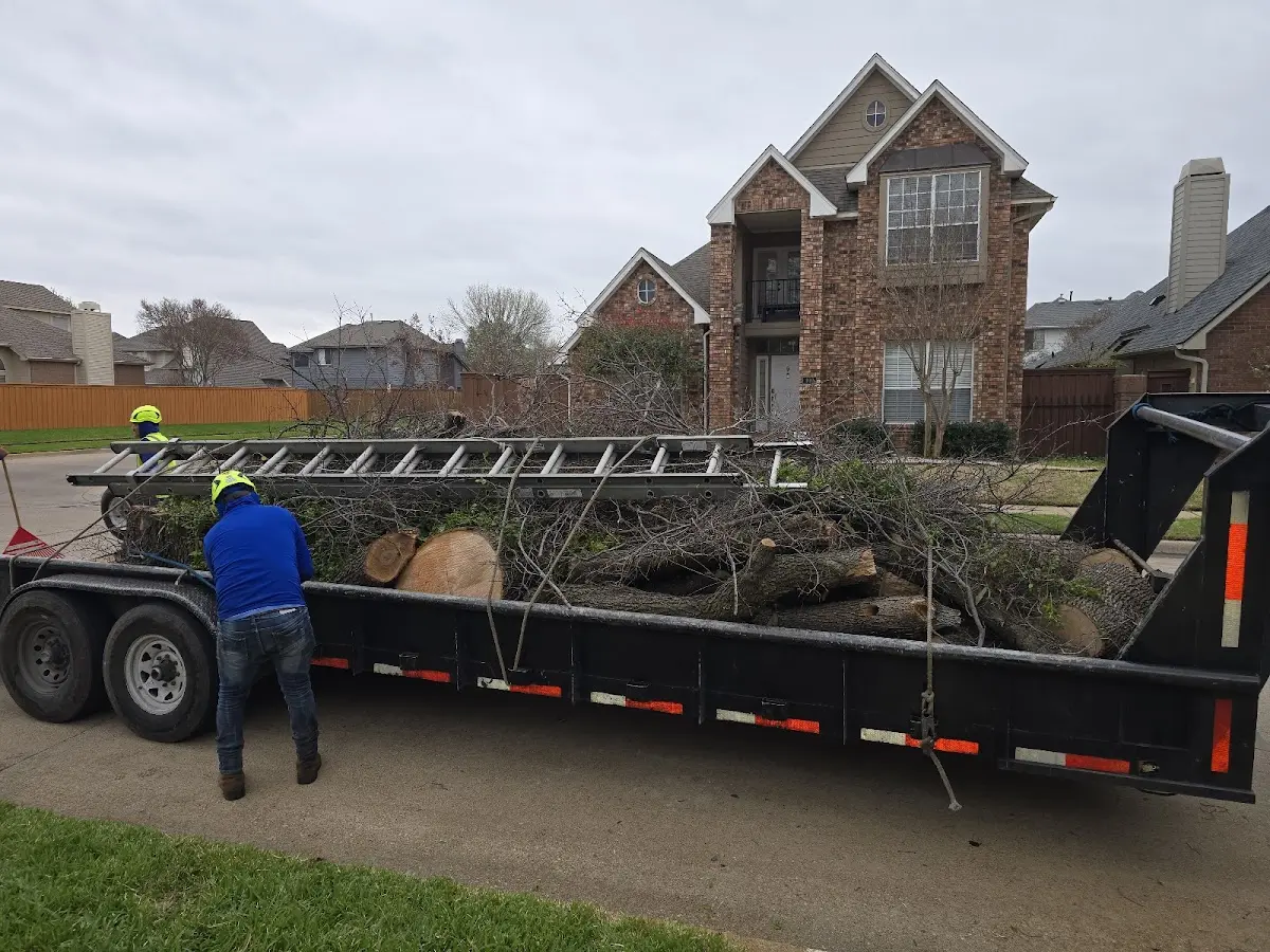 Expert Tree Pest Control with proper safety equipment in Starlight